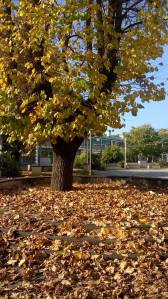 10931608_10153431816498876_7786469005101499666_o